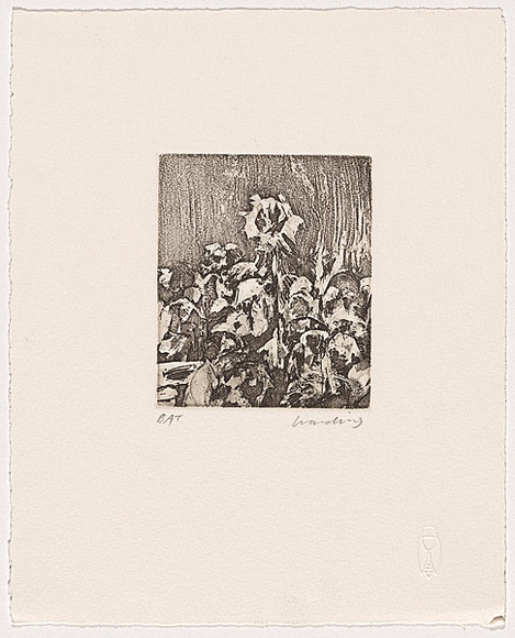 Artist: b'Harding, Nicholas.' | Title: b'Untitled (Sunflower).' | Date: 2004 | Technique: b'open-bite and aquatint, printed in black ink, from one plate' Artist: b'Harding, Nicholas.' | Title: b'Untitled (Sunflower).' | Date: 2004 | Technique: b'open-bite and aquatint, printed in black ink, from one plate'