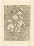 Artist: GRIFFITH, Pamela | Title: The Red Geranium | Date: 1988 | Technique: hardground-etching and aquatint, printed in black ink, from one copper plate | Copyright: © Pamela Griffith