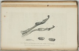 Title: The teeth and underjaw of the platypus. | Date: 1835 | Technique: engraving, printed in blue/black ink, from one copper plate