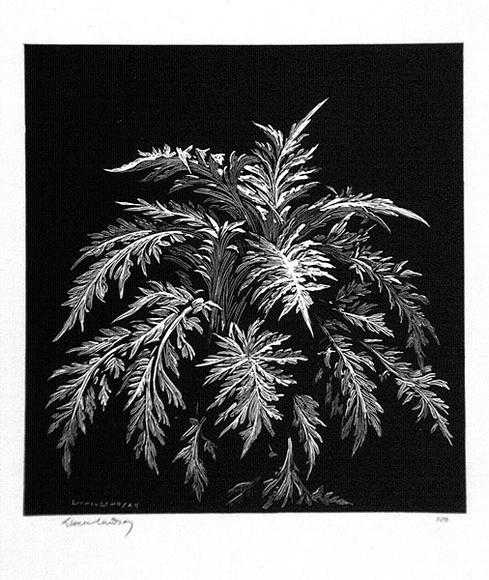 Artist: b'LINDSAY, Lionel' | Title: b'Chardon' | Date: c.1930 | Technique: b'wood-engraving, printed in black ink, from one block' | Copyright: b'Courtesy of the National Library of Australia' Artist: b'LINDSAY, Lionel' | Title: b'Chardon' | Date: c.1930 | Technique: b'wood-engraving, printed in black ink, from one block' | Copyright: b'Courtesy of the National Library of Australia'