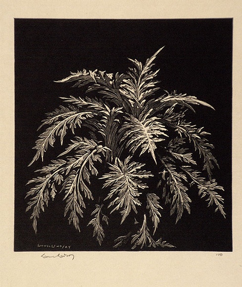 Artist: b'LINDSAY, Lionel' | Title: b'Chardon' | Date: c.1930 | Technique: b'wood-engraving, printed in black ink, from one block' | Copyright: b'Courtesy of the National Library of Australia' Artist: b'LINDSAY, Lionel' | Title: b'Chardon' | Date: c.1930 | Technique: b'wood-engraving, printed in black ink, from one block' | Copyright: b'Courtesy of the National Library of Australia'