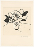 Artist: b'Rose, David.' | Title: b'Large magnolia' | Date: 1984 | Technique: b'aquatint, printed in black ink, from one plate'