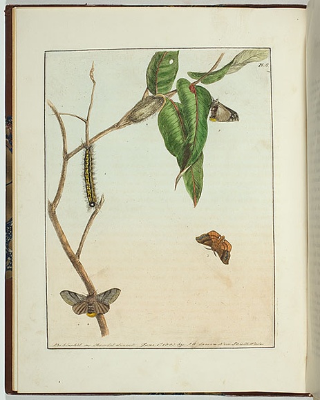 Artist: b'Lewin, J.W.' | Title: b'Bombyx lewinae' | Date: 01 June 1803 | Technique: b'etching, printed in black ink, from one copper plate; hand-coloured' Artist: b'Lewin, J.W.' | Title: b'Bombyx lewinae' | Date: 01 June 1803 | Technique: b'etching, printed in black ink, from one copper plate; hand-coloured'