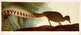 Artist: b'Griffin, Murray.' | Title: b'Lyre bird feeding' | Date: 1935 | Technique: b'linocut, printed in colour, from multiple blocks'