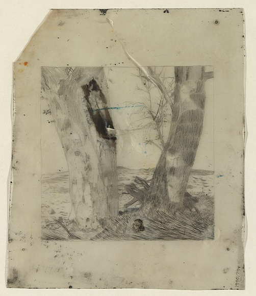 Artist: b'Elbourne, Laurie.' | Title: b'Plate: Two gum trees near Emu Plains.' | Date: c.1938 | Technique: b'engraved celluloid plate' Artist: b'Elbourne, Laurie.' | Title: b'Plate: Two gum trees near Emu Plains.' | Date: c.1938 | Technique: b'engraved celluloid plate'