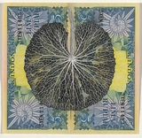 Artist: HALL, Fiona | Title: Centella asiatica - Gotu kola (Indonesian currency) | Date: 2000 - 2002 | Technique: gouache | Copyright: © Fiona Hall