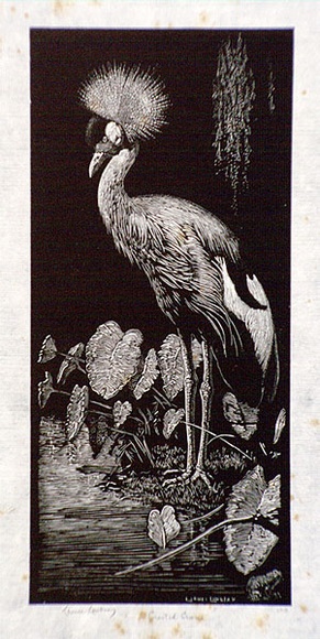 Artist: b'LINDSAY, Lionel' | Title: b'Crested crane' | Date: 1936 | Technique: b'wood-engraving, printed in black ink, from one block' | Copyright: b'Courtesy of the National Library of Australia' Artist: b'LINDSAY, Lionel' | Title: b'Crested crane' | Date: 1936 | Technique: b'wood-engraving, printed in black ink, from one block' | Copyright: b'Courtesy of the National Library of Australia'
