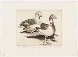 Artist: b'PLATT, Austin' | Title: b'Stretching and preening Centennial Park' | Date: 1981 | Technique: b'etching, printed in black ink, from one plate'
