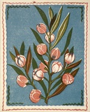 Artist: OGILVIE, Helen | Title: Greeting card: Christmas, Wax Flower | Technique: linocut, printed in colour, from multiple blocks