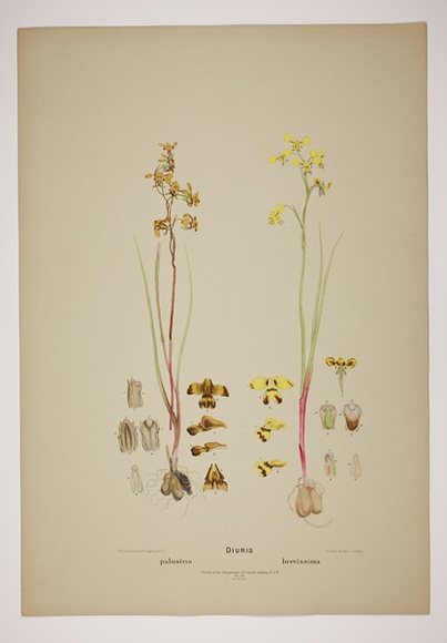 Title: b'Diuris.' | Date: 1894 | Technique: b'lithoraph, printed in black ink, from one stone [or plate]; hand-coloured'
