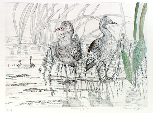 Artist: b'GRIFFITH, Pamela' | Title: b'Whistling ducks' | Date: 1989 | Technique: b'hard ground, aquatint, trial hand tinting on one copper plate' | Copyright: b'\xc2\xa9 Pamela Griffith' Artist: b'GRIFFITH, Pamela' | Title: b'Whistling ducks' | Date: 1989 | Technique: b'hard ground, aquatint, trial hand tinting on one copper plate' | Copyright: b'\xc2\xa9 Pamela Griffith'