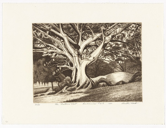 Artist: b'PLATT, Austin' | Title: b'The buttress root, Centennial Park' | Date: 1980 | Technique: b'lithograph, printed in black ink, from one stone' Artist: b'PLATT, Austin' | Title: b'The buttress root, Centennial Park' | Date: 1980 | Technique: b'lithograph, printed in black ink, from one stone'