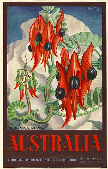 Artist: b'Mayo, Eileen.' | Title: bAustralia (Sturt's Desert Pea). | Date: 1957 | Technique: b'offset-lithograph, printed in colour, from multiple plates' Artist: b'Mayo, Eileen.' | Title: bAustralia (Sturt's Desert Pea). | Date: 1957 | Technique: b'offset-lithograph, printed in colour, from multiple plates'