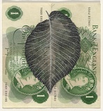 Artist: HALL, Fiona | Title: Ulmus procera - English elm (English currency) | Date: 2000 - 2002 | Technique: gouache | Copyright: © Fiona Hall