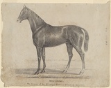 Artist: Winstanley, Edward W. | Title: Whalebone. The winner of the St Leger Stakes at Homebush, May 1847. | Date: 1847 | Technique: lithograph, printed in black ink, from one stone