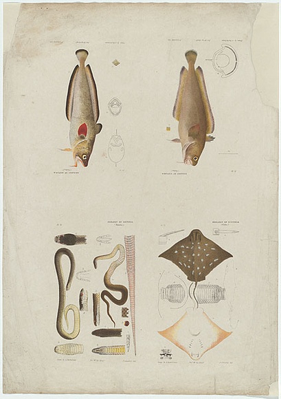 Artist: b'Hamel, Julius.' | Title: b'Proof sheet of four images of reptiles and fishes.' | Date: 1878 | Technique: b'lithograph, printed in colour, from multiple stones' Artist: b'Hamel, Julius.' | Title: b'Proof sheet of four images of reptiles and fishes.' | Date: 1878 | Technique: b'lithograph, printed in colour, from multiple stones'