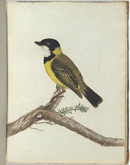 Artist: b'Lewin, J.W.' | Title: b'Black crown thrush.' | Date: 1803-1805 | Technique: b'etching, printed in black ink, from one copper plate; hand-coloured' Artist: b'Lewin, J.W.' | Title: b'Black crown thrush.' | Date: 1803-1805 | Technique: b'etching, printed in black ink, from one copper plate; hand-coloured'