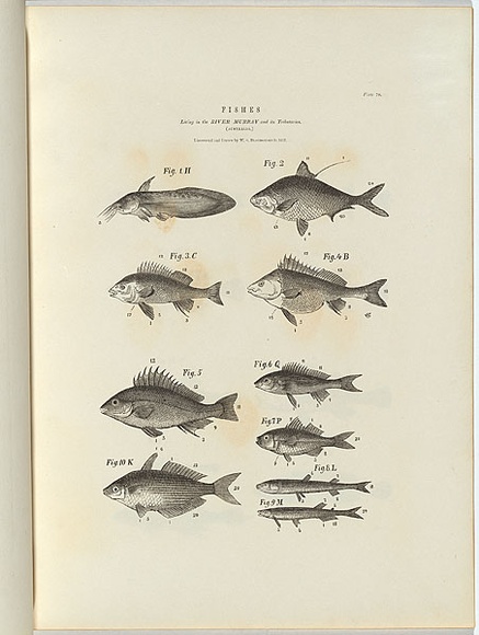 Title: b'Fishes. Living in the River Murray and its tributaries.' | Date: 1856 | Technique: b'wood-engraving, printed in black ink, from one block' Title: b'Fishes. Living in the River Murray and its tributaries.' | Date: 1856 | Technique: b'wood-engraving, printed in black ink, from one block'