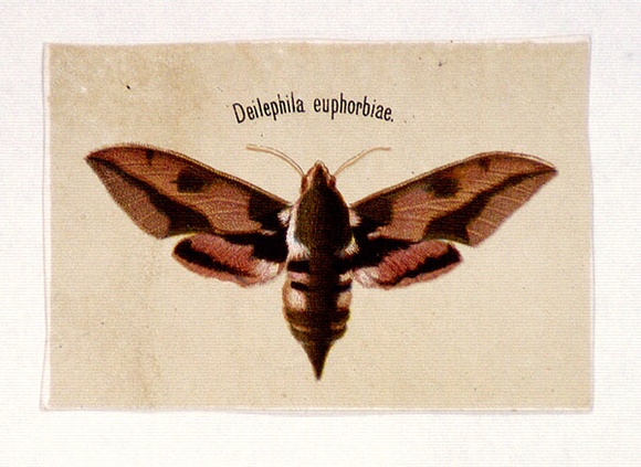 Artist: b'Scott, Harriet.' | Title: b'Deilephila euphorbiae' | Date: c.1860 | Technique: b'lithograph, printed in colour, from multiple stones' Artist: b'Scott, Harriet.' | Title: b'Deilephila euphorbiae' | Date: c.1860 | Technique: b'lithograph, printed in colour, from multiple stones'