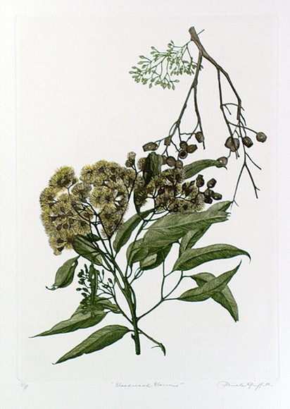 Artist: GRIFFITH, Pamela | Title: Bloodwood Blossoms | Date: 1989 | Technique: hardground-etching and aquatint, printed from one copper plate; additional hand-tinting | Copyright: © Pamela Griffith