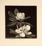 Artist: LINDSAY, Lionel | Title: Magnolias | Date: 1924 | Technique: wood-engraving, printed in black ink, from one block | Copyright: Courtesy of the National Library of Australia