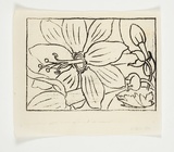 Artist: Sutherland, Jean. | Title: not titled [big flower, no colour]