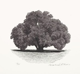 Artist: Atkins, Ros. | Title: Specimen. | Date: 2001 | Technique: wood-engraving, printed in black ink, from one block