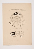Artist: UNKNOWN | Title: Museum Zoology of Vic (crustacea) | Technique: lithograph, printed in colour, from six stones