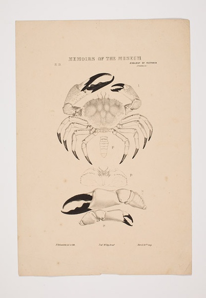 Artist: b'UNKNOWN' | Title: b'Museum Zoology of Vic (crustacea)' | Technique: b'lithograph, printed in colour, from six stones' Artist: b'UNKNOWN' | Title: b'Museum Zoology of Vic (crustacea)' | Technique: b'lithograph, printed in colour, from six stones'