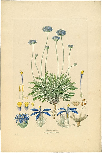 Artist: b'Bauer, Ferdinand.' | Title: b'Brunonia sericea.' | Date: 1806-13 | Technique: b'engraving, printed in colour, from one plate; hand-coloured; letterpress' Artist: b'Bauer, Ferdinand.' | Title: b'Brunonia sericea.' | Date: 1806-13 | Technique: b'engraving, printed in colour, from one plate; hand-coloured; letterpress'