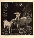 Artist: LINDSAY, Lionel | Title: White goats | Date: 1925 | Technique: wood-engraving, printed in black ink, from one block | Copyright: Courtesy of the National Library of Australia