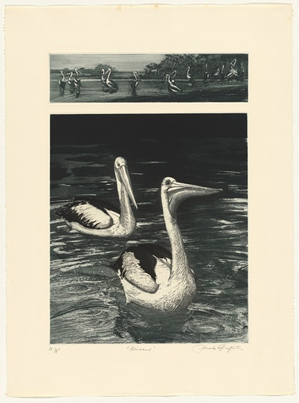 Artist: b'GRIFFITH, Pamela' | Title: b'Pelicans' | Date: 1985 | Technique: b'hardground-etching and aquatint, printed in black ink, from two zinc plates' | Copyright: b'\xc2\xa9 Pamela Griffith' Artist: b'GRIFFITH, Pamela' | Title: b'Pelicans' | Date: 1985 | Technique: b'hardground-etching and aquatint, printed in black ink, from two zinc plates' | Copyright: b'\xc2\xa9 Pamela Griffith'