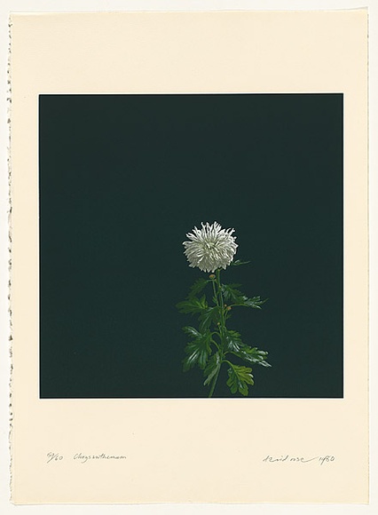 Artist: b'Rose, David.' | Title: b'Chrysanthemum' | Date: 1980 | Technique: b'screenprint, printed in colour, from multiple stencils' Artist: b'Rose, David.' | Title: b'Chrysanthemum' | Date: 1980 | Technique: b'screenprint, printed in colour, from multiple stencils'