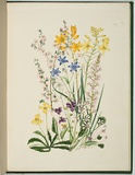 Artist: Charsley, Fanny Anne. | Title: Goodenia geniculata [native primrose], leptospermum myrsinoides, viola betonicifolia, cæsia corymbosa, anguilaria dioica, drosera aruiculata, bulbine bulbosa, stylidium graminifoliem and viola hederacea. | Date: 1867 | Technique: lithograph, printed in black ink, from one stone; handcoloured