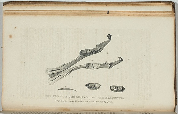 Title: b'The teeth and underjaw of the platypus.' | Date: 1835 | Technique: b'engraving, printed in blue/black ink, from one copper plate' Title: b'The teeth and underjaw of the platypus.' | Date: 1835 | Technique: b'engraving, printed in blue/black ink, from one copper plate'
