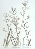 Artist: Pinkas, Anne. | Title: Kangaroo paw II | Date: 1988 | Technique: offset-lithograph, printed in dark green ink, from one stone