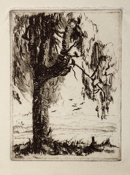 Artist: b'Bull, Norma C.' | Title: b'Tree.' | Date: c.1932 | Technique: b'etching, printed in brown ink, from one plate' Artist: b'Bull, Norma C.' | Title: b'Tree.' | Date: c.1932 | Technique: b'etching, printed in brown ink, from one plate'