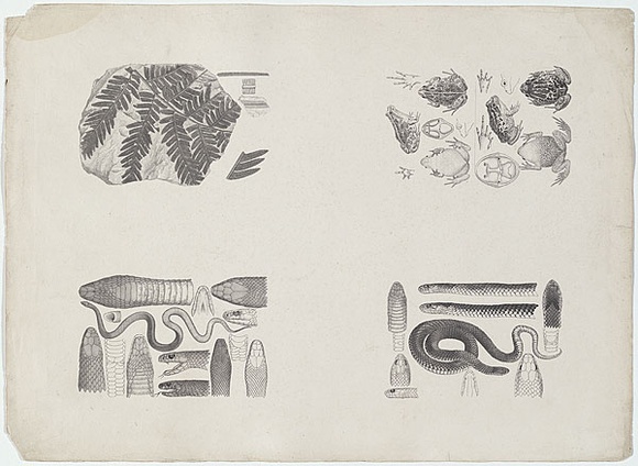 Artist: b'Hamel, Julius.' | Title: b'Proof sheet of four images of reptiles, frogs and fossils.' | Date: 1878 | Technique: b'lithograph, printed in black ink, from one stone' Artist: b'Hamel, Julius.' | Title: b'Proof sheet of four images of reptiles, frogs and fossils.' | Date: 1878 | Technique: b'lithograph, printed in black ink, from one stone'