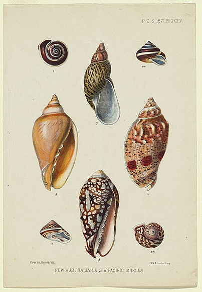 Artist: b'Scott, Helena.' | Title: b'New Australian and S.W. Pacific shells.' | Date: 1871 | Technique: b'lithograph, printed in colour, from multiple stones' Artist: b'Scott, Helena.' | Title: b'New Australian and S.W. Pacific shells.' | Date: 1871 | Technique: b'lithograph, printed in colour, from multiple stones'