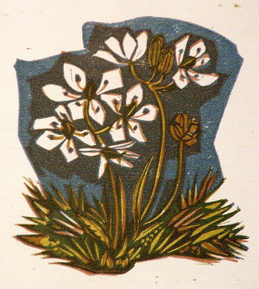 Artist: b'OGILVIE, Helen' | Title: b'Greeting card: Burcharilia. (Print designed as christmas card)' | Date: c.1951 | Technique: b'linocut, printed in colour, from multiple blocks' Artist: b'OGILVIE, Helen' | Title: b'Greeting card: Burcharilia. (Print designed as christmas card)' | Date: c.1951 | Technique: b'linocut, printed in colour, from multiple blocks'