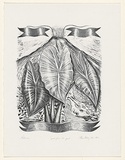 Artist: Kelsey, Marie. | Title: Aotearoa spirit from the past | Date: 1986 | Technique: lithograph, printed in black ink, from one stone