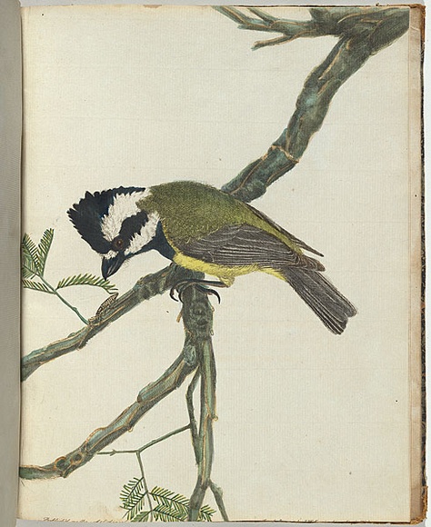 Artist: b'Lewin, J.W.' | Title: b'Crested shrike.' | Date: 1803-1805 | Technique: b'etching, printed in black ink, from one copper plate; hand-coloured' Artist: b'Lewin, J.W.' | Title: b'Crested shrike.' | Date: 1803-1805 | Technique: b'etching, printed in black ink, from one copper plate; hand-coloured'