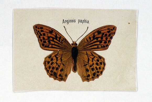 Artist: b'Scott, Harriet.' | Title: b'Arginnis paphia' | Date: c.1860 | Technique: b'lithograph, printed in colour, from multiple stones' Artist: b'Scott, Harriet.' | Title: b'Arginnis paphia' | Date: c.1860 | Technique: b'lithograph, printed in colour, from multiple stones'