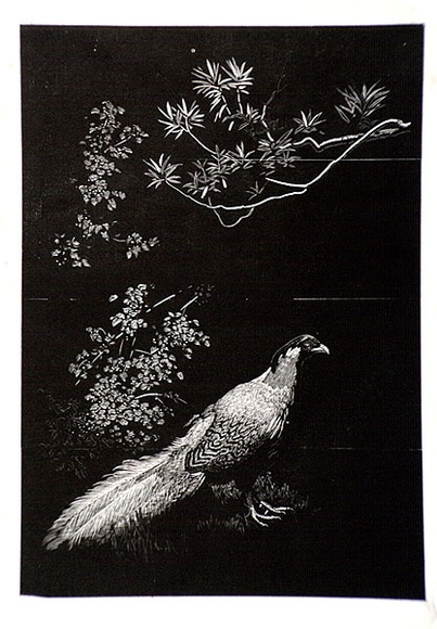 Artist: b'LINDSAY, Lionel' | Title: b'Silver pheasant' | Date: 1936 | Technique: b'wood-engraving, printed in black ink, from one block' | Copyright: b'Courtesy of the National Library of Australia' Artist: b'LINDSAY, Lionel' | Title: b'Silver pheasant' | Date: 1936 | Technique: b'wood-engraving, printed in black ink, from one block' | Copyright: b'Courtesy of the National Library of Australia'