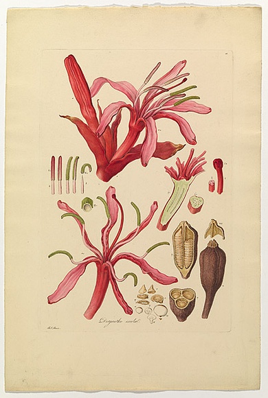 Artist: b'Bauer, Ferdinand.' | Title: b'Gymea lily (parts ii).' | Date: 1806-13 | Technique: b'engraving, printed in colour, from one plate; hand-coloured; letterpress' Artist: b'Bauer, Ferdinand.' | Title: b'Gymea lily (parts ii).' | Date: 1806-13 | Technique: b'engraving, printed in colour, from one plate; hand-coloured; letterpress'