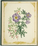Artist: De Mole, Fanny. | Title: Hybiscus. | Date: 1861 | Technique: lithograph, printed in black ink, from one stone; hand-coloured
