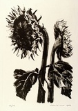 Artist: ROSE, David | Title: Sunflowers | Date: 1964 | Technique: lithograph, printed in black ink, from one stone