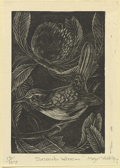 Artist: Voke, May. | Title: Scrub wren | Date: 1937 | Technique: wood-engraving