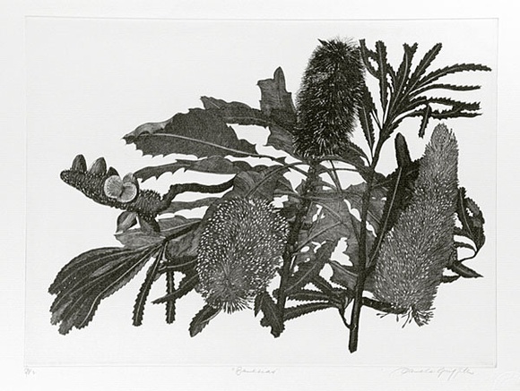 Artist: b'GRIFFITH, Pamela' | Title: b'Banksias' | Date: 1989 | Technique: b'hardground-etching and aquatint, printed in black ink, from one copper plate' | Copyright: b'\xc2\xa9 Pamela Griffith' Artist: b'GRIFFITH, Pamela' | Title: b'Banksias' | Date: 1989 | Technique: b'hardground-etching and aquatint, printed in black ink, from one copper plate' | Copyright: b'\xc2\xa9 Pamela Griffith'