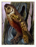 Artist: b'Griffin, Murray.' | Title: b'The owl' | Date: 1966 | Technique: b'linocut, printed in colour, from multiple blocks'